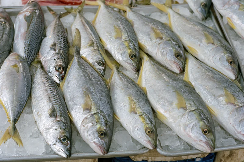 Fresh whole fish arranged in rows on ice at a seafood market display