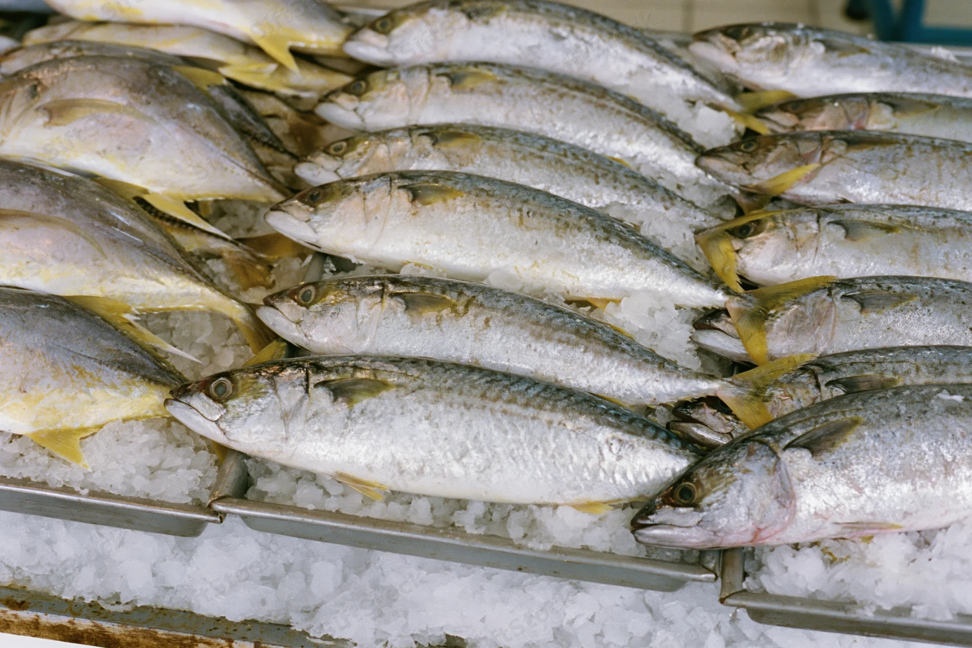 Whole fresh fish arranged in rows on ice in a market display