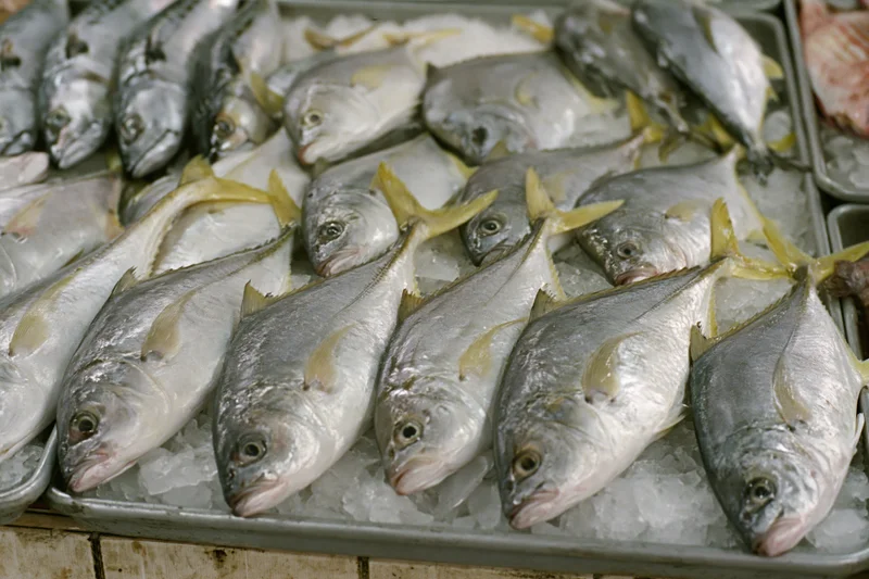 Whole fresh fish arranged in rows on ice in a market tray