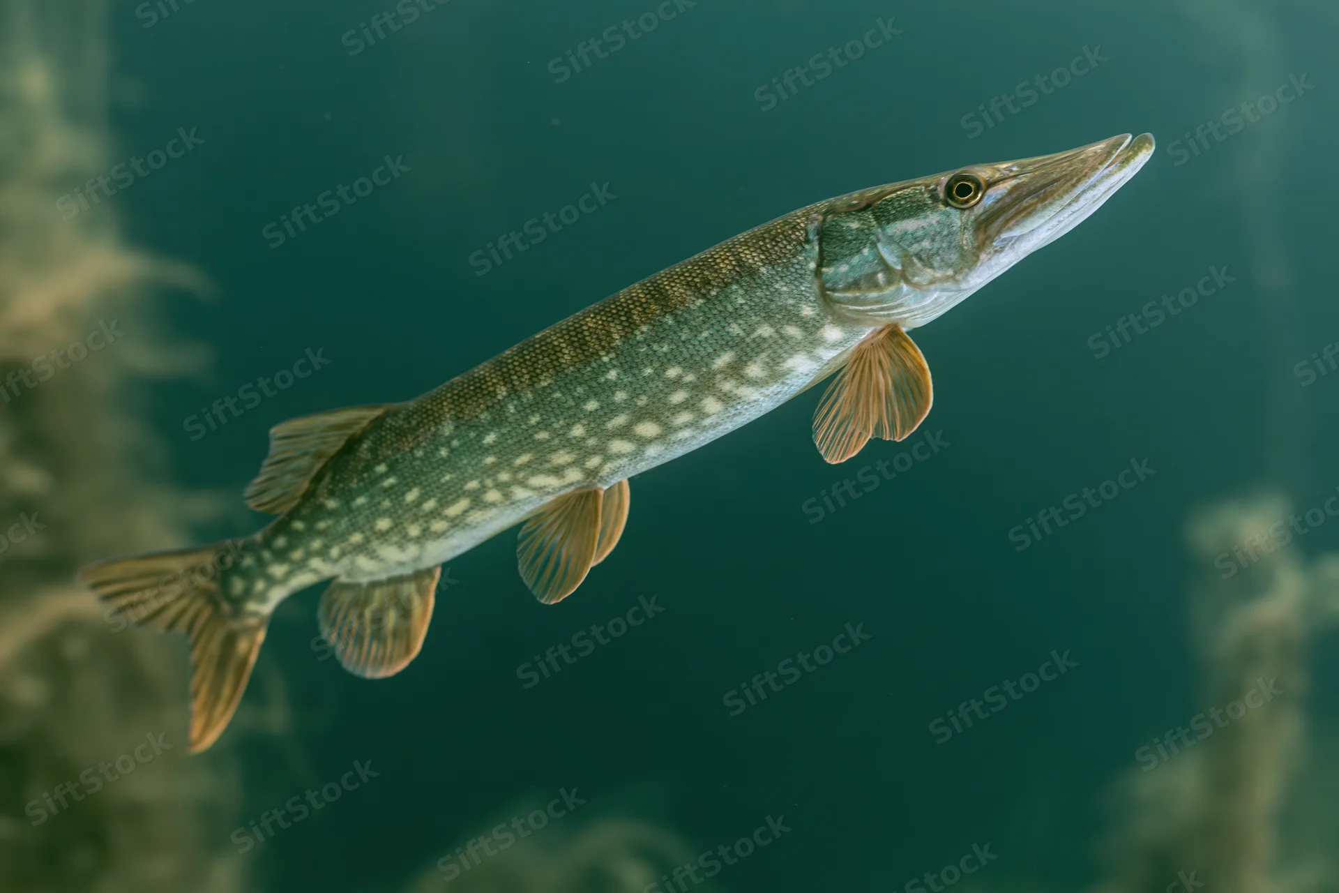 Northern pike swimming midwater angled upward in dark teal freshwater habitat