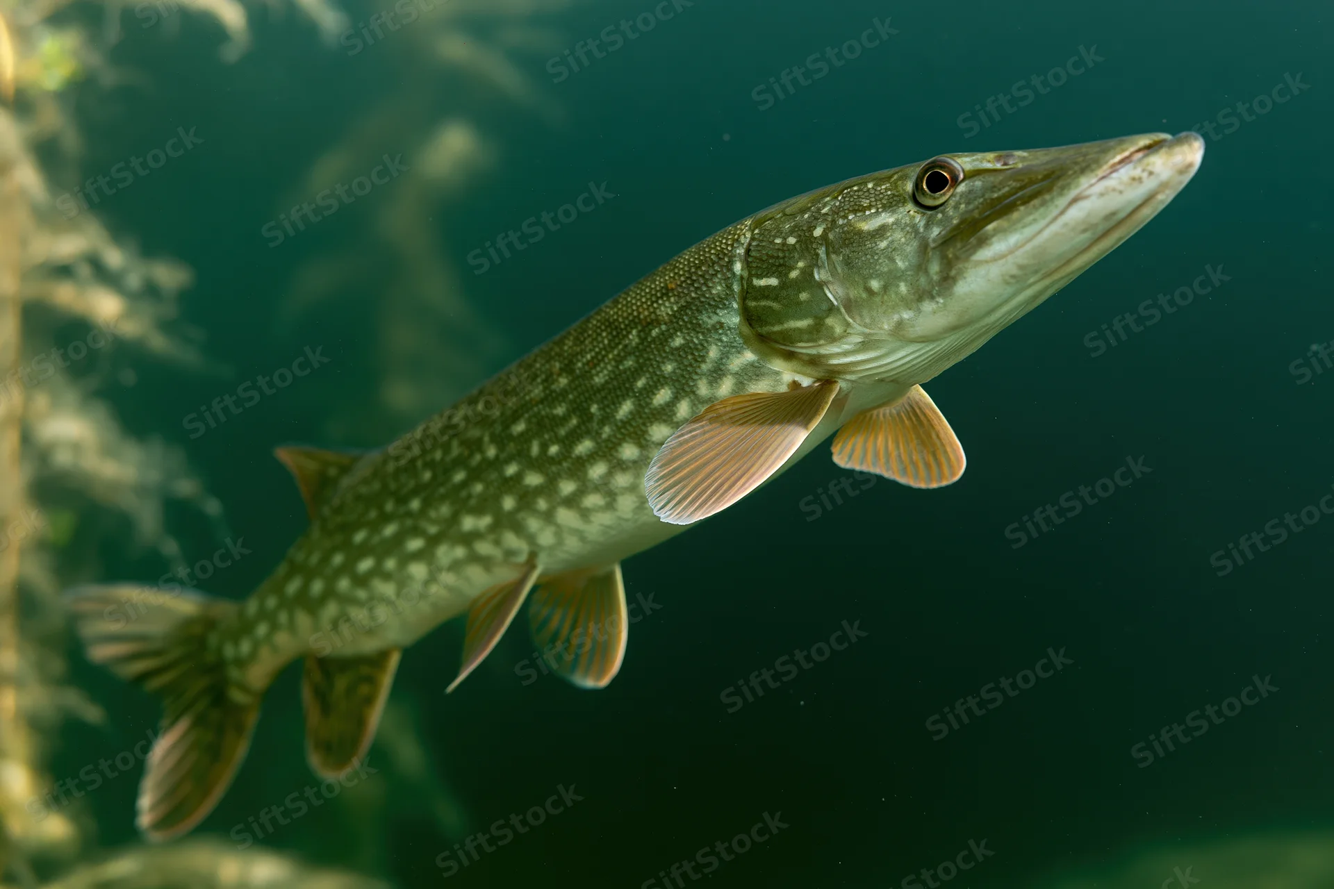 Northern pike swimming midwater angled upward in dark green aquatic environment near submerged vegetation