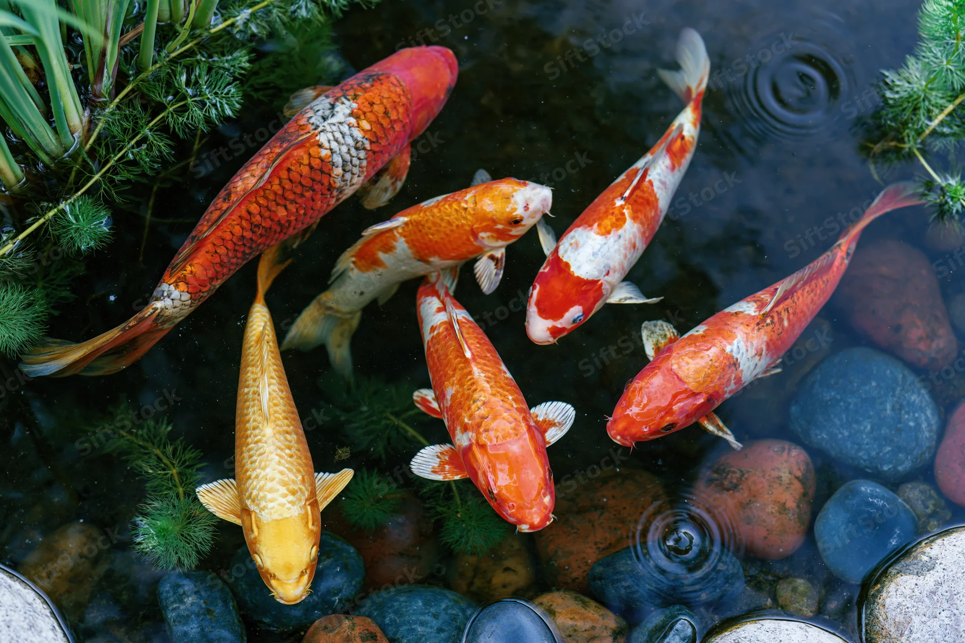 Seven colorful koi fish swimming in a shallow pond with rocks and green plants viewed from above