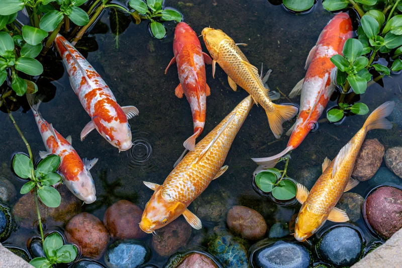 Seven colorful koi fish swimming in a shallow pond with floating green plants and smooth stones viewed from above
