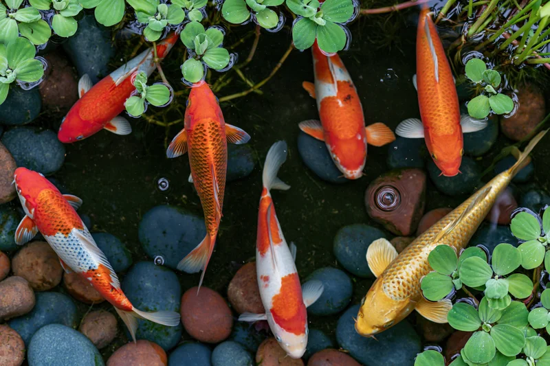 Overhead view of seven colorful koi fish swimming in a pond with floating green plants and smooth stones beneath the water surface