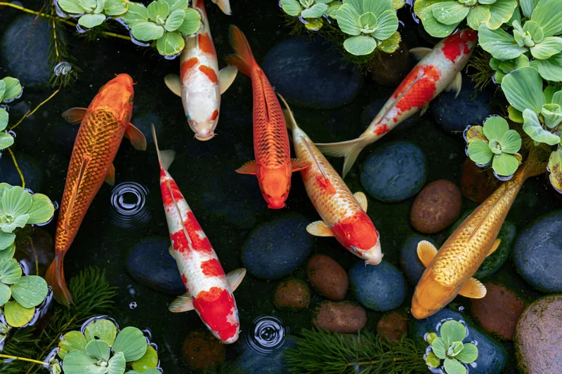Seven colorful koi fish swimming in a pond with floating green plants and smooth stones viewed from above