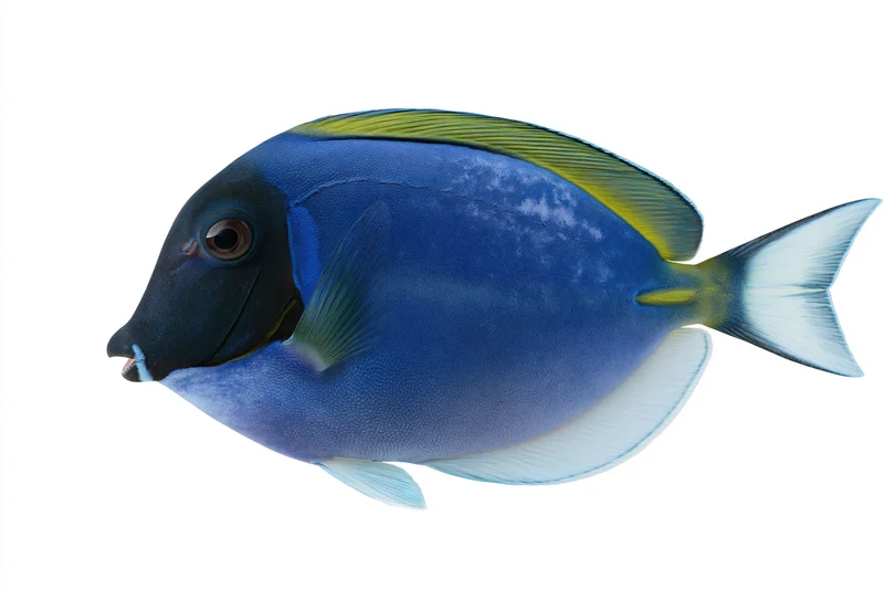 Powder blue tang fish in side profile isolated on white background