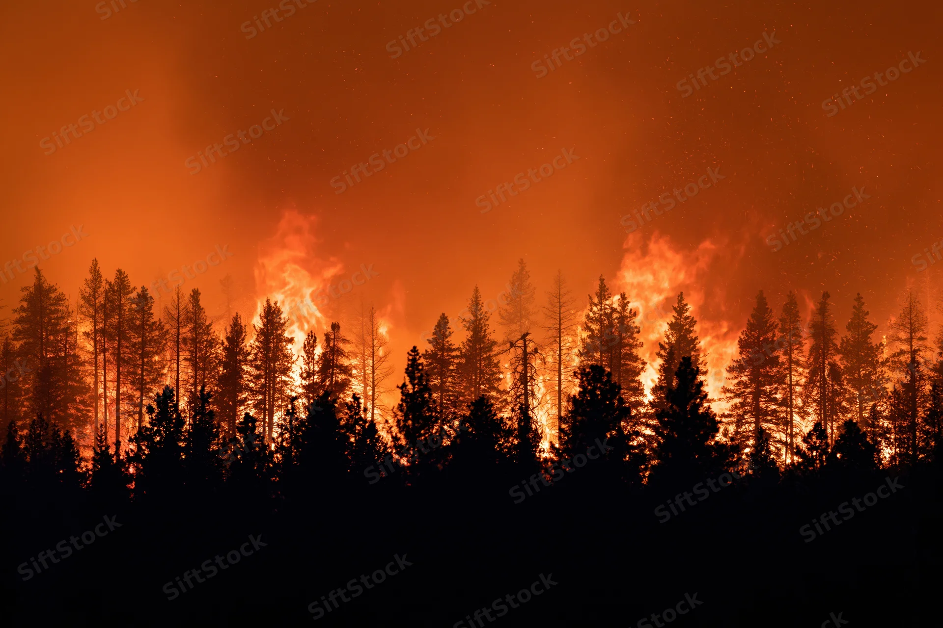 Raging wildfire burning through pine forest at night, silhouetting trees against orange flames and smoke