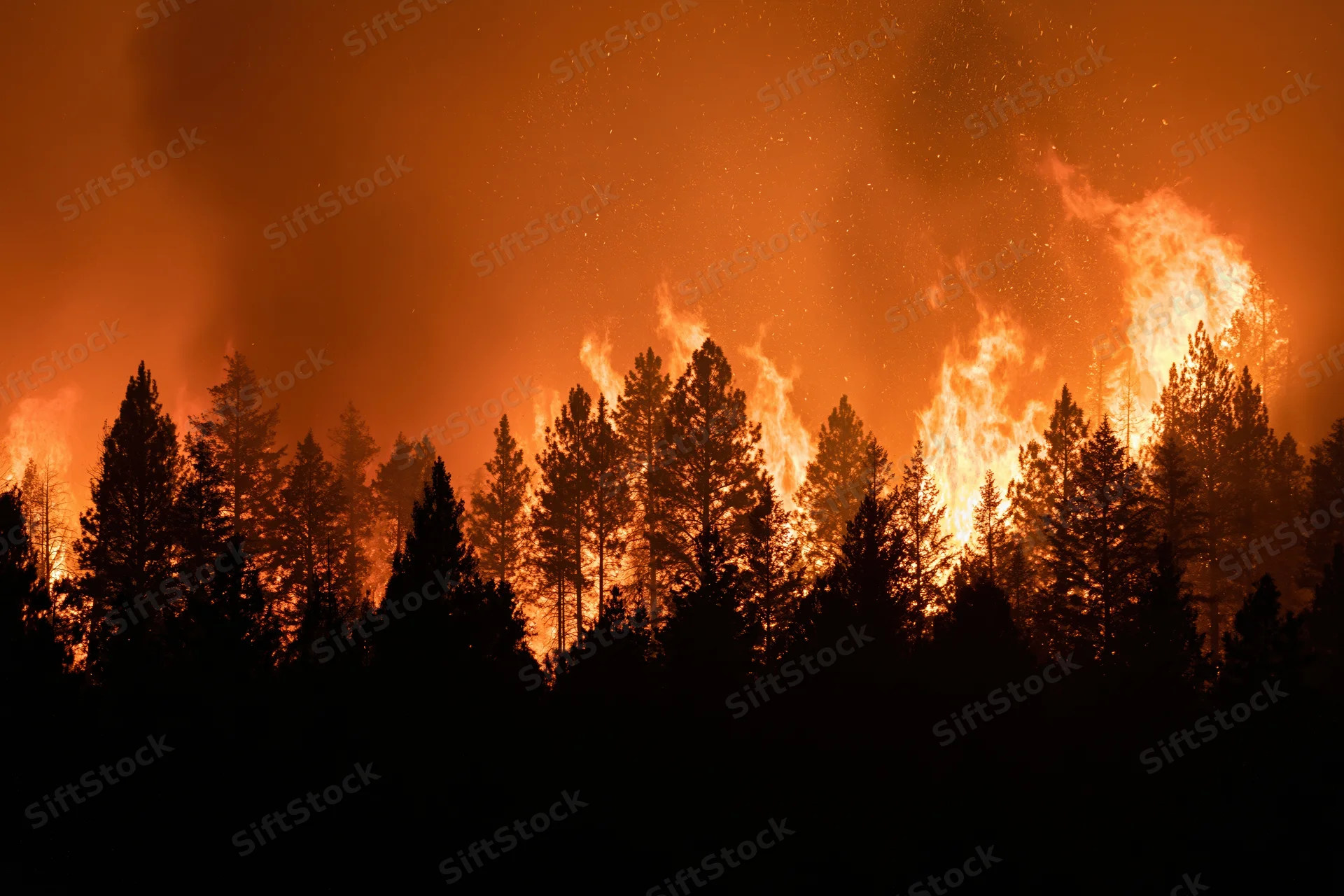 Raging wildfire burning through a pine forest at night, silhouetting the trees against orange flames and smoke