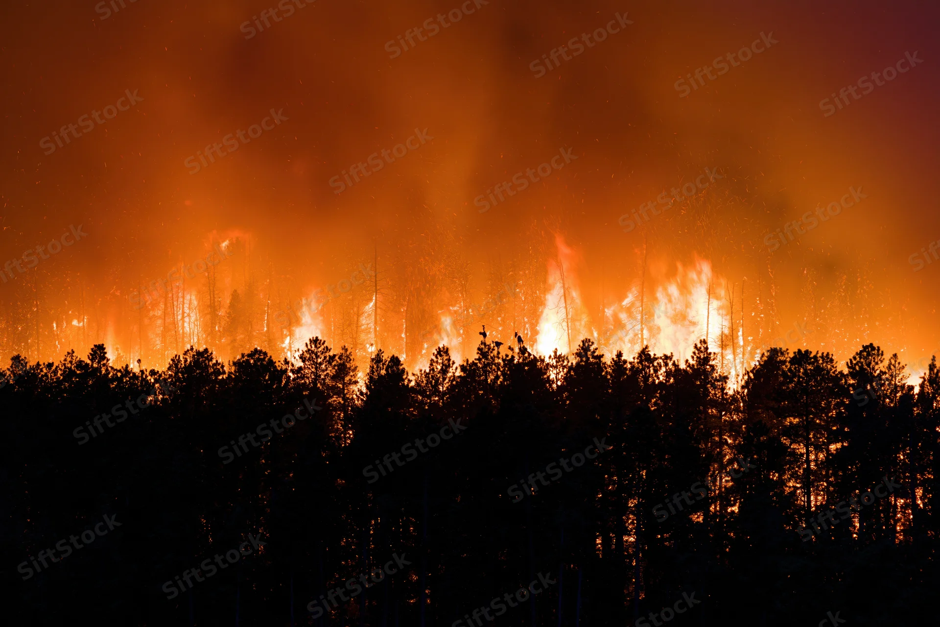 Raging wildfire burning through a pine forest at night, silhouetting the trees against orange flames and smoke