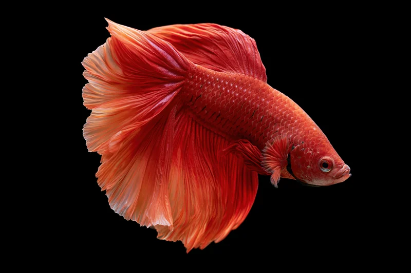 Red siamese fighting fish with flowing halfmoon tail swimming against black background