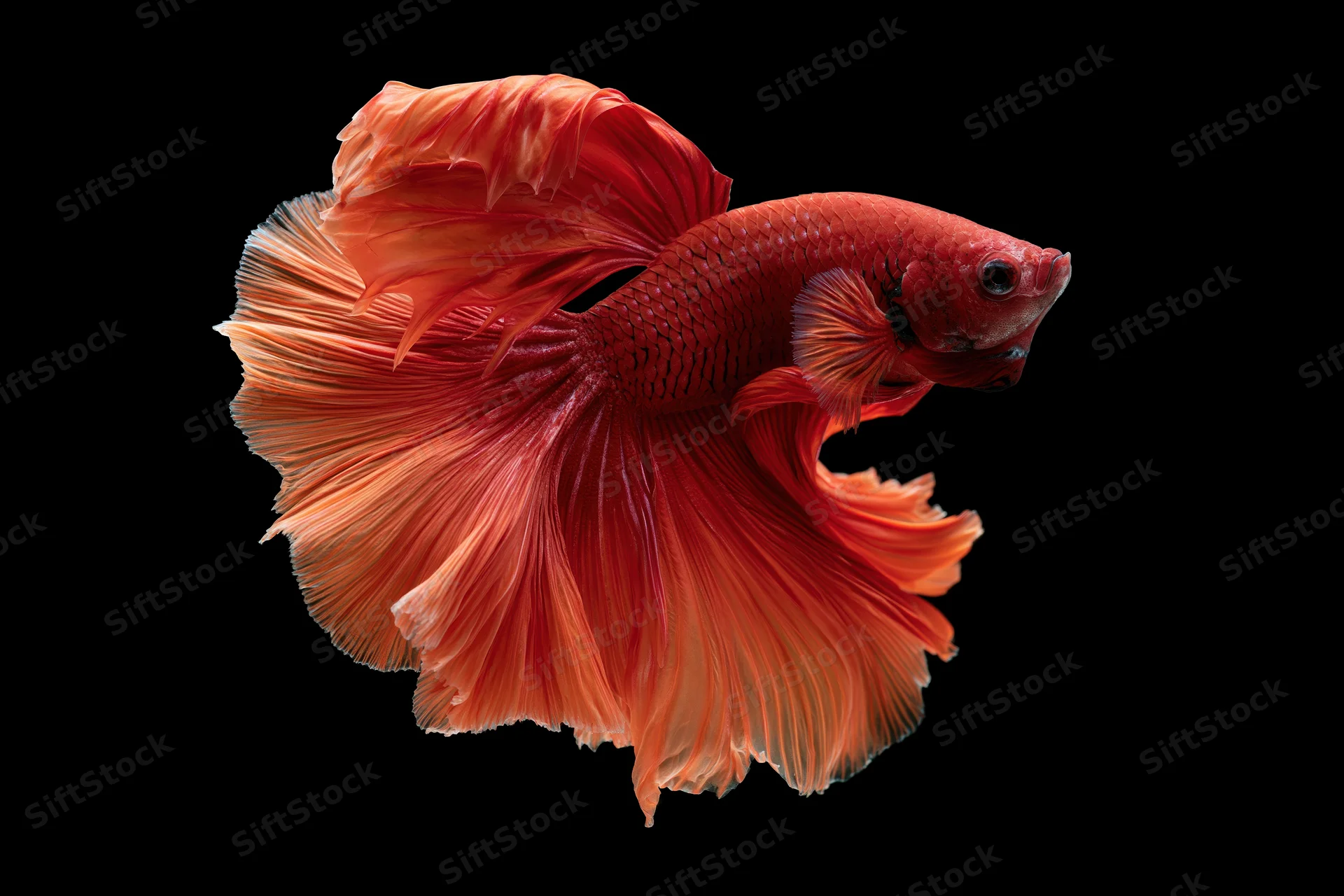 Red betta fish with flowing halfmoon tail swimming against black background