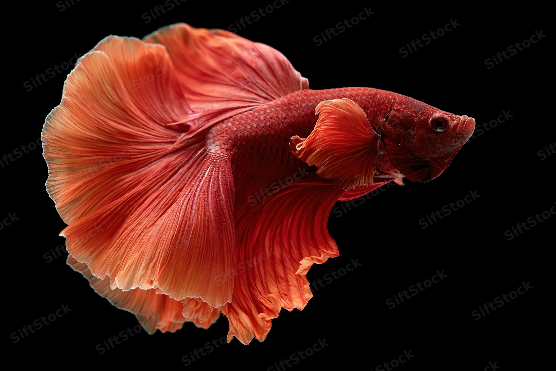 Red betta fish with flowing halfmoon tail swimming against black background