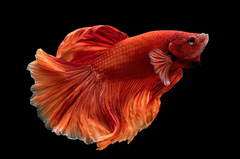 Red siamese fighting fish with flowing halfmoon tail swimming against black background