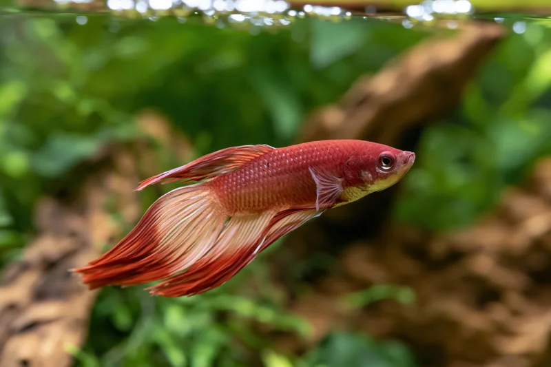 Red betta fish swimming midwater in a planted aquarium with driftwood and green plants
