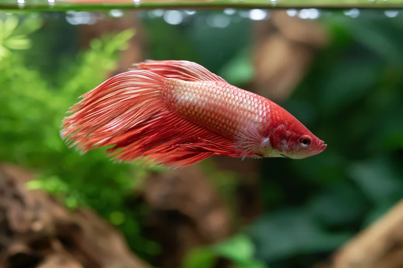 Red betta fish swimming midwater in a planted aquarium with green foliage and driftwood