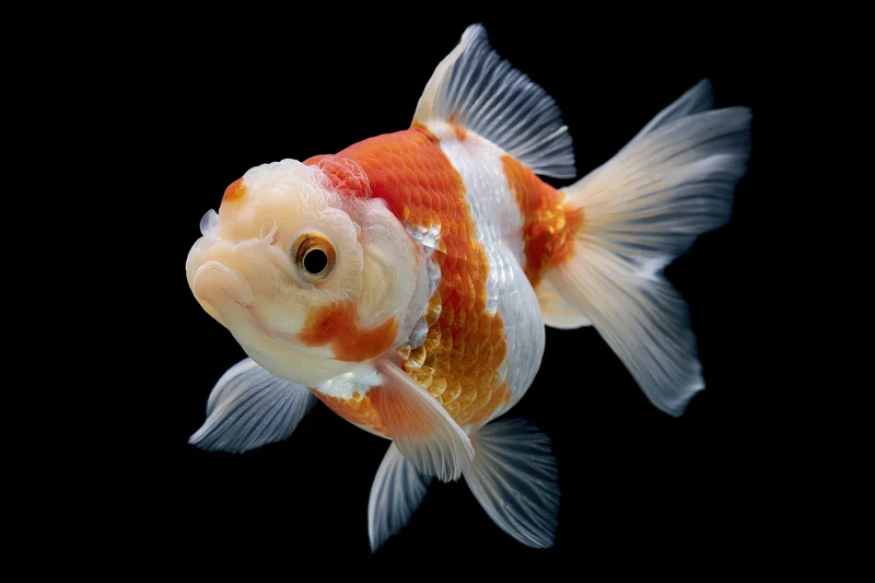 Ryukin fancy goldfish swimming mid-frame against black background