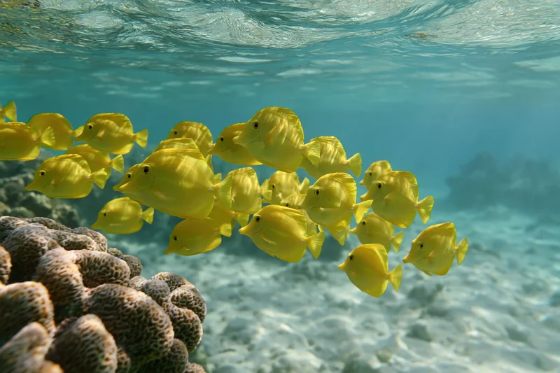 School of yellow tang fish swimming in loose formation past a coral reef underwater