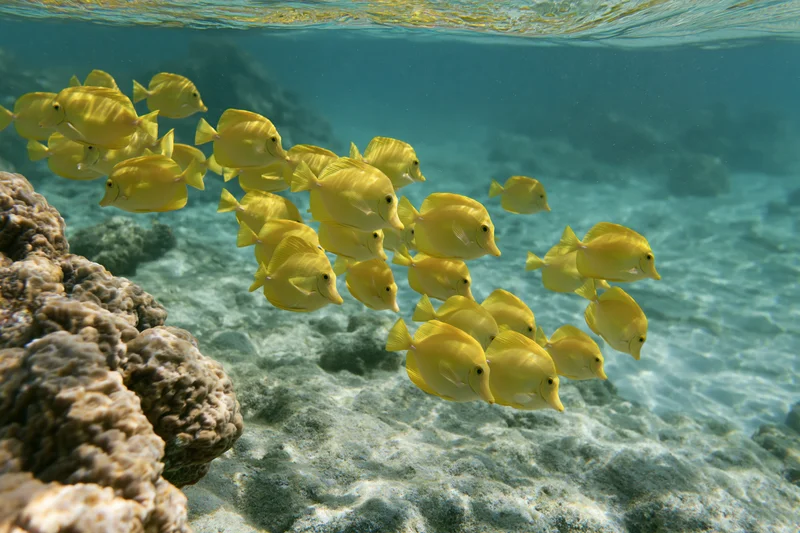 School of yellow tang fish swimming in loose formation near coral reef underwater