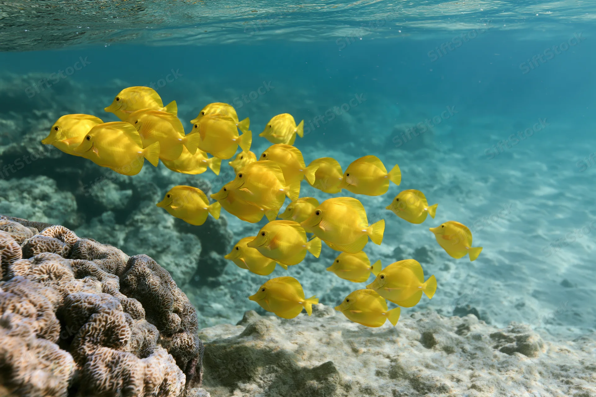 School of yellow tang fish swimming in loose formation past a coral reef in shallow ocean water