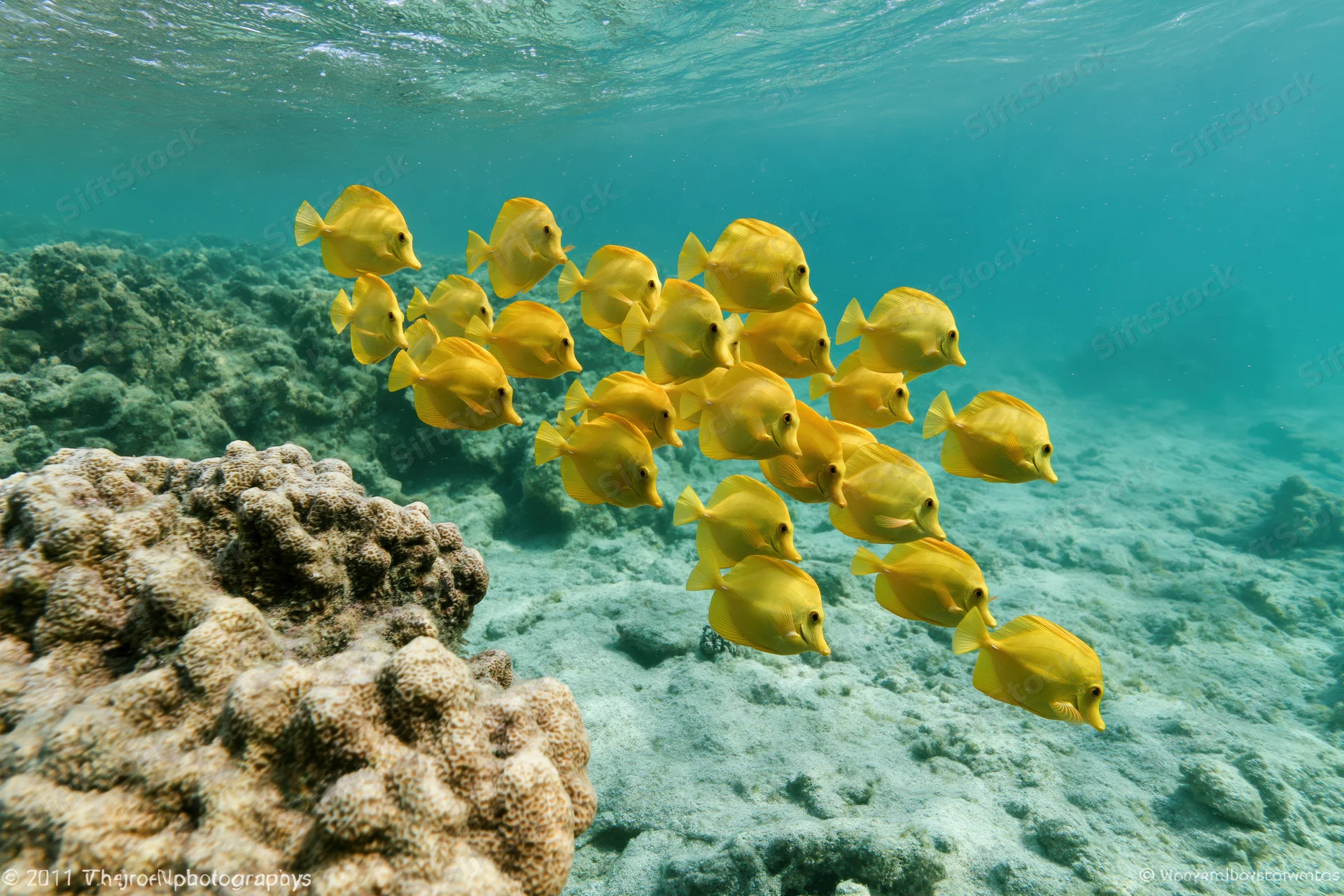 School of yellow tang fish swimming in loose formation past a coral reef underwater