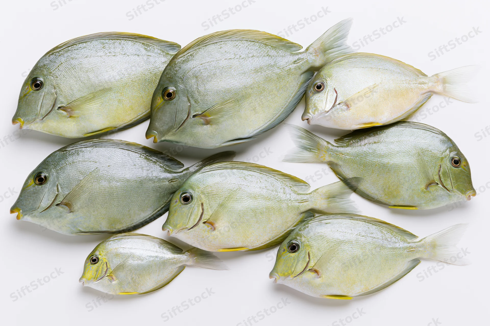 Seven surgeonfish arranged in a loose school on white background