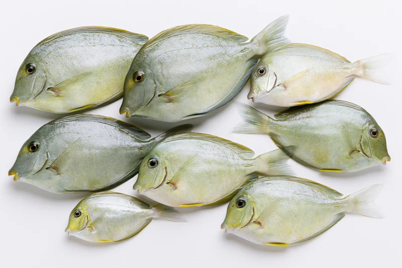 Seven surgeonfish arranged in a loose school on white background
