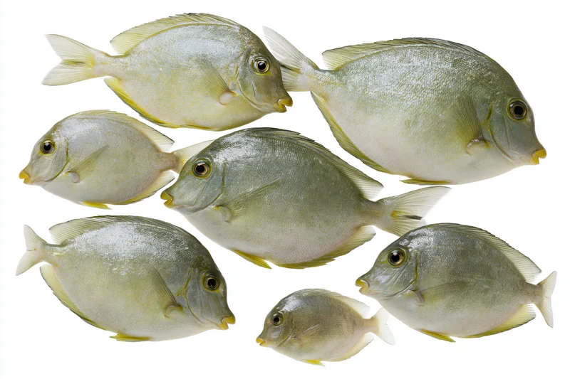 Seven surgeonfish arranged in a loose school against white background