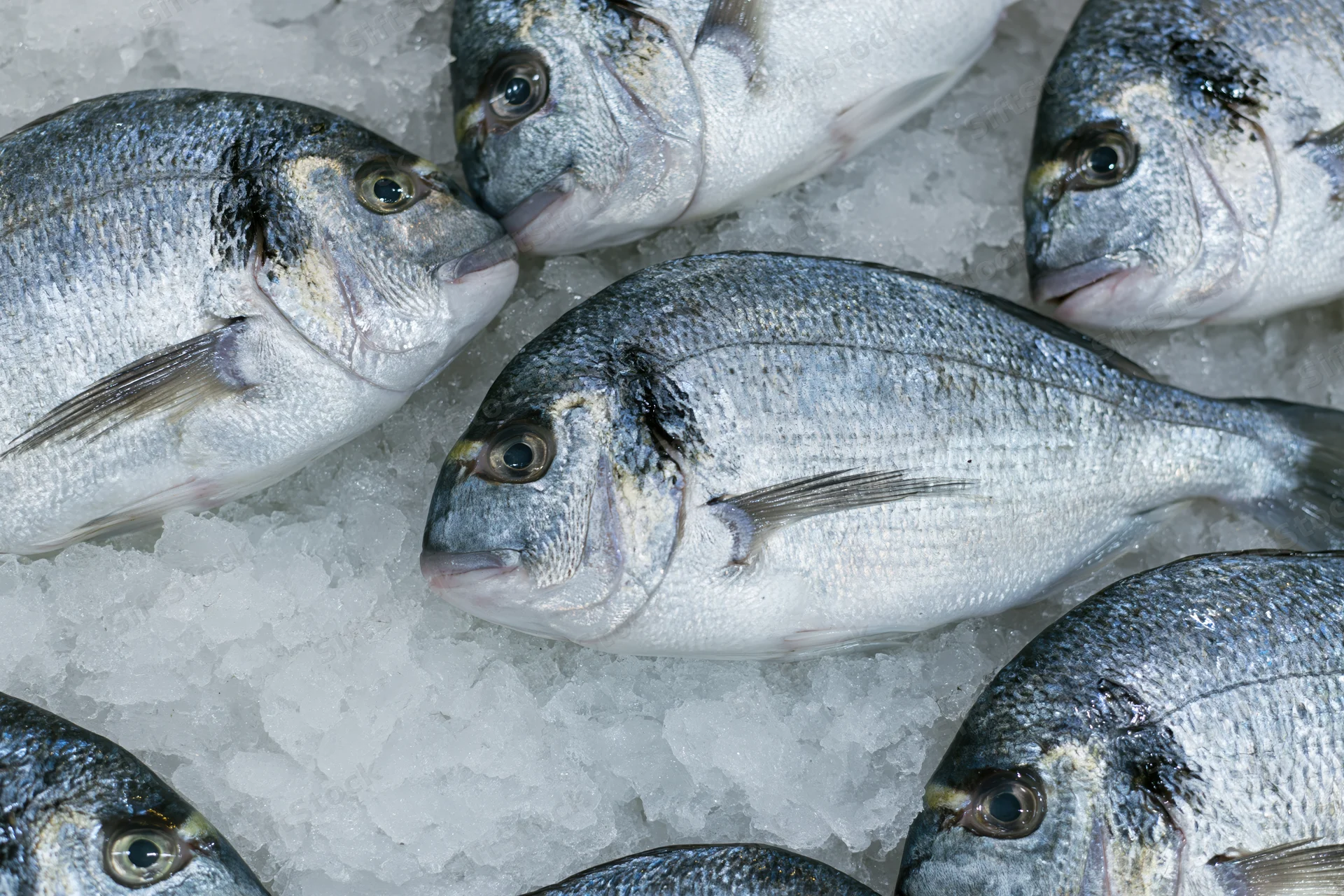 Whole sea bream fish arranged on crushed ice at a market display