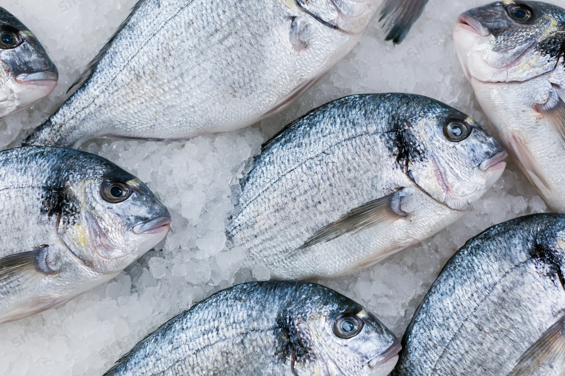 Whole fresh sea bream fish arranged on crushed ice in a market display