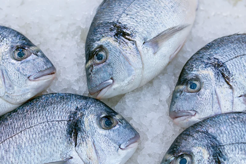 Whole sea bream fish arranged on crushed ice for display