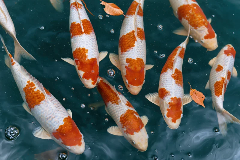 Koi fish swimming just below the water surface in a pond with floating autumn leaves