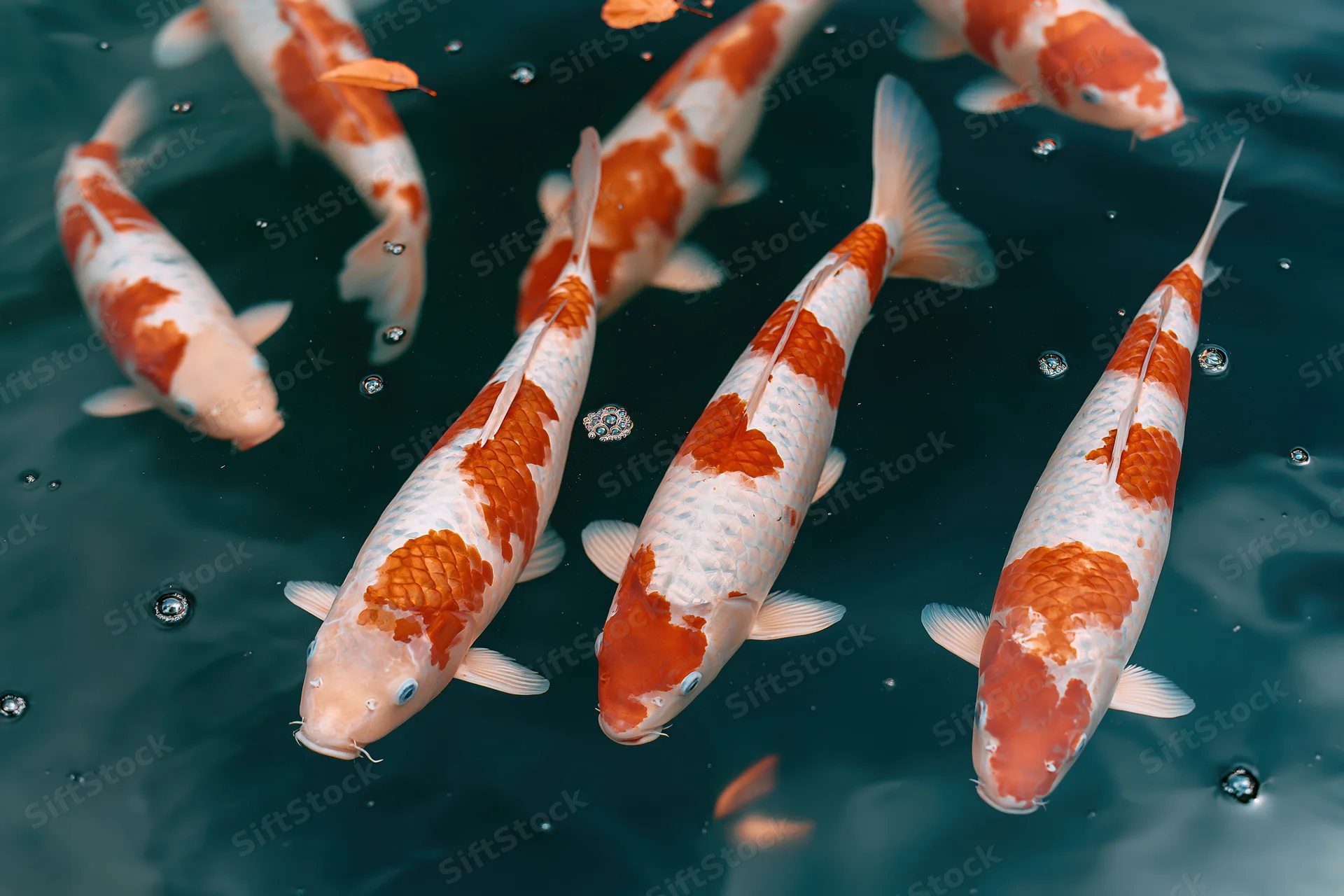 Koi fish swimming just below the water surface in a pond