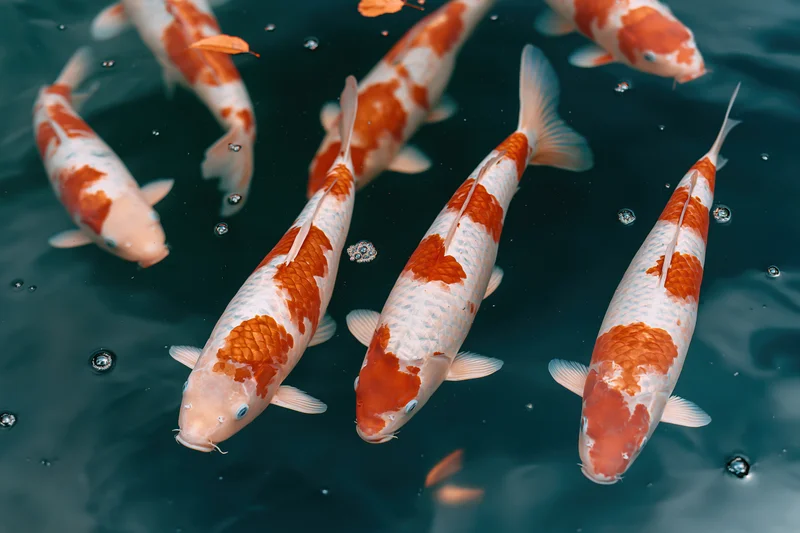 Koi fish swimming just below the water surface in a pond