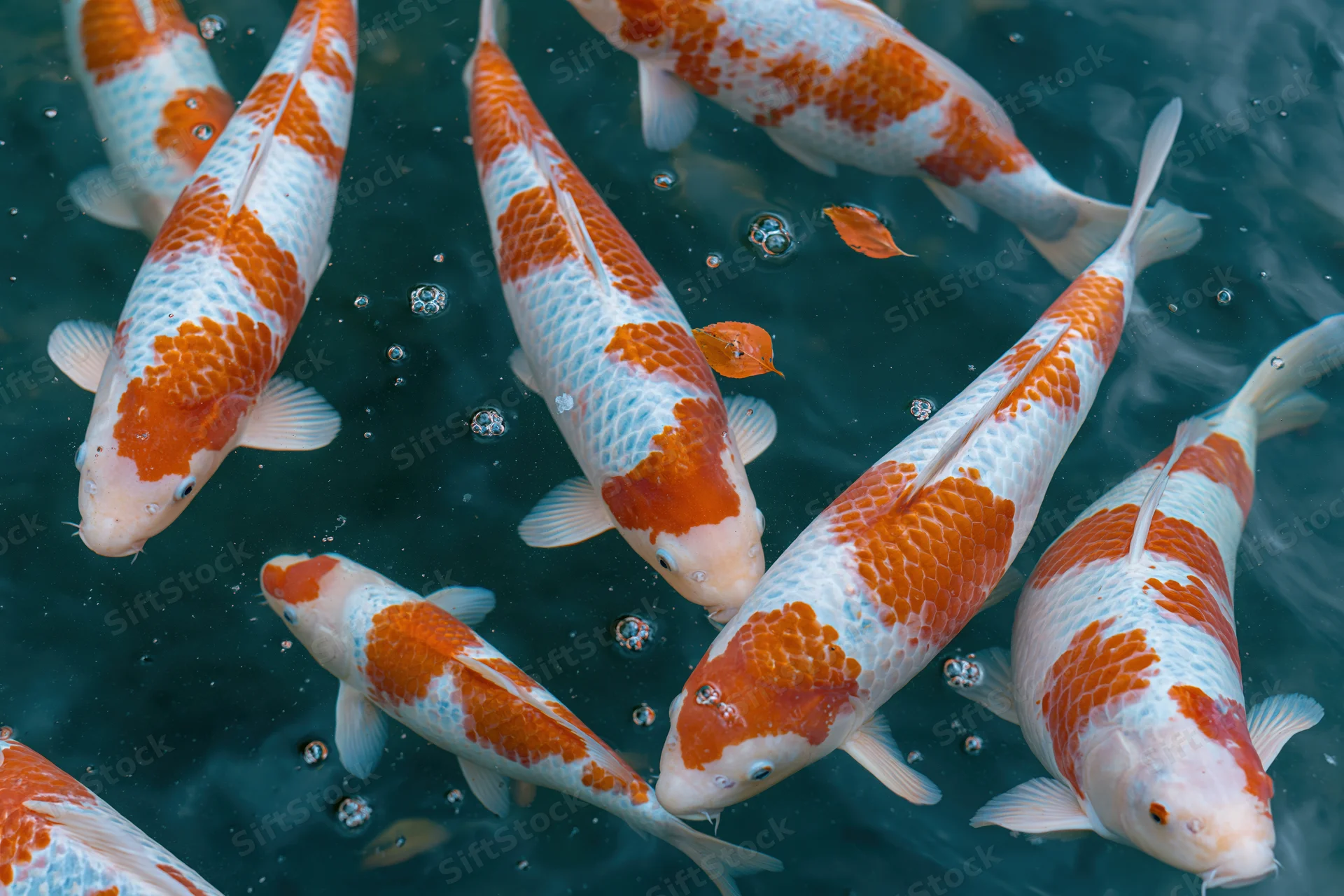 Koi fish swimming just below the water surface in a pond with bubbles and floating leaves