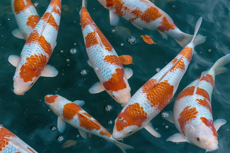 Koi fish swimming just below the water surface in a pond with bubbles and floating leaves