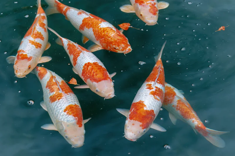 Koi fish swimming just below the water surface in a pond