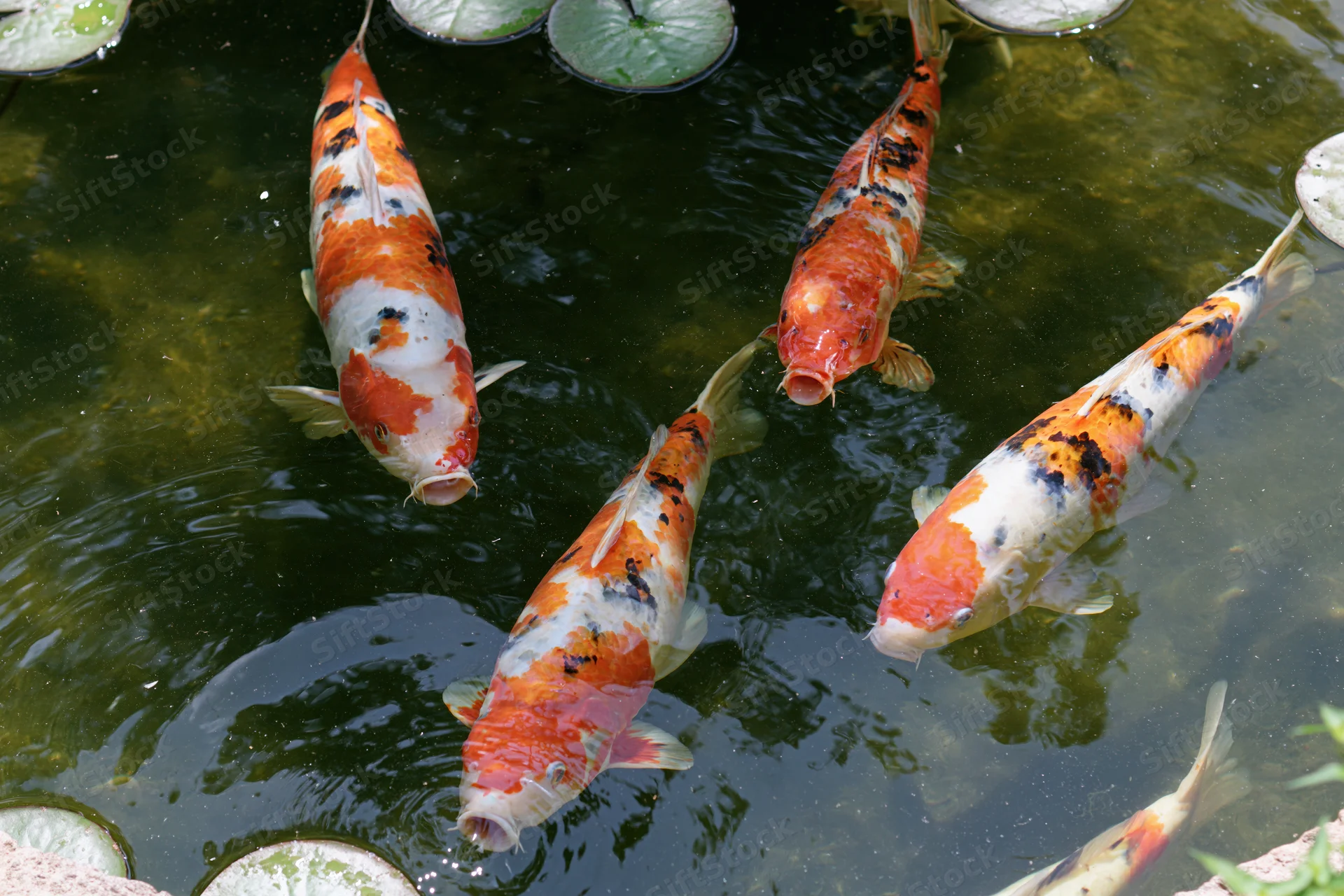 Koi fish swimming near the surface of a garden pond with lily pads and ripples in the water
