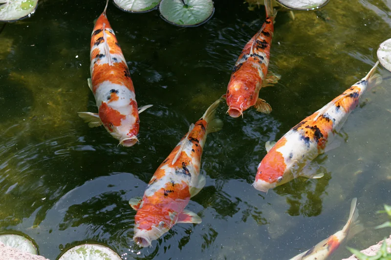 Koi fish swimming near the surface of a garden pond with lily pads and ripples in the water