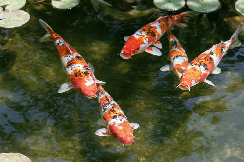 Koi fish swimming near the surface of a garden pond with lily pads and ripples in the water