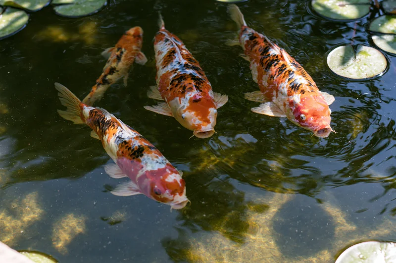 Koi fish swimming near the surface of a garden pond with lily pads and sunlight reflections