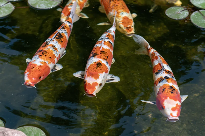 Koi fish swimming near the surface of a garden pond with lily pads floating above