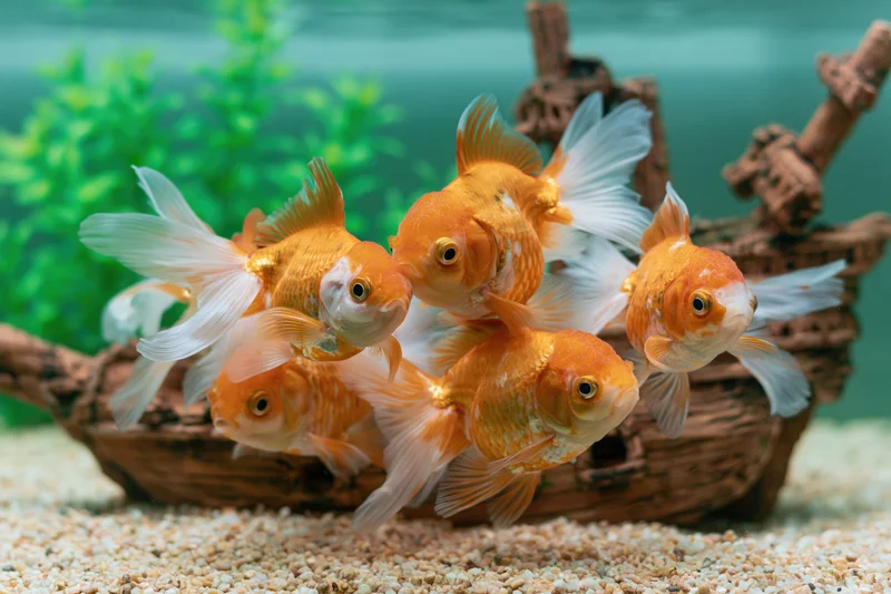 Orange and white goldfish swimming in a home aquarium with shipwreck decoration and gravel substrate