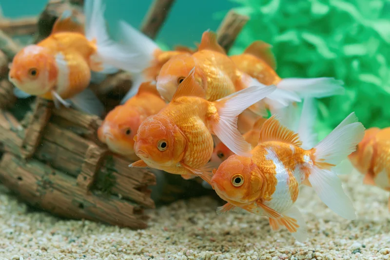 Orange and white goldfish swimming in a home aquarium with gravel and wood decoration