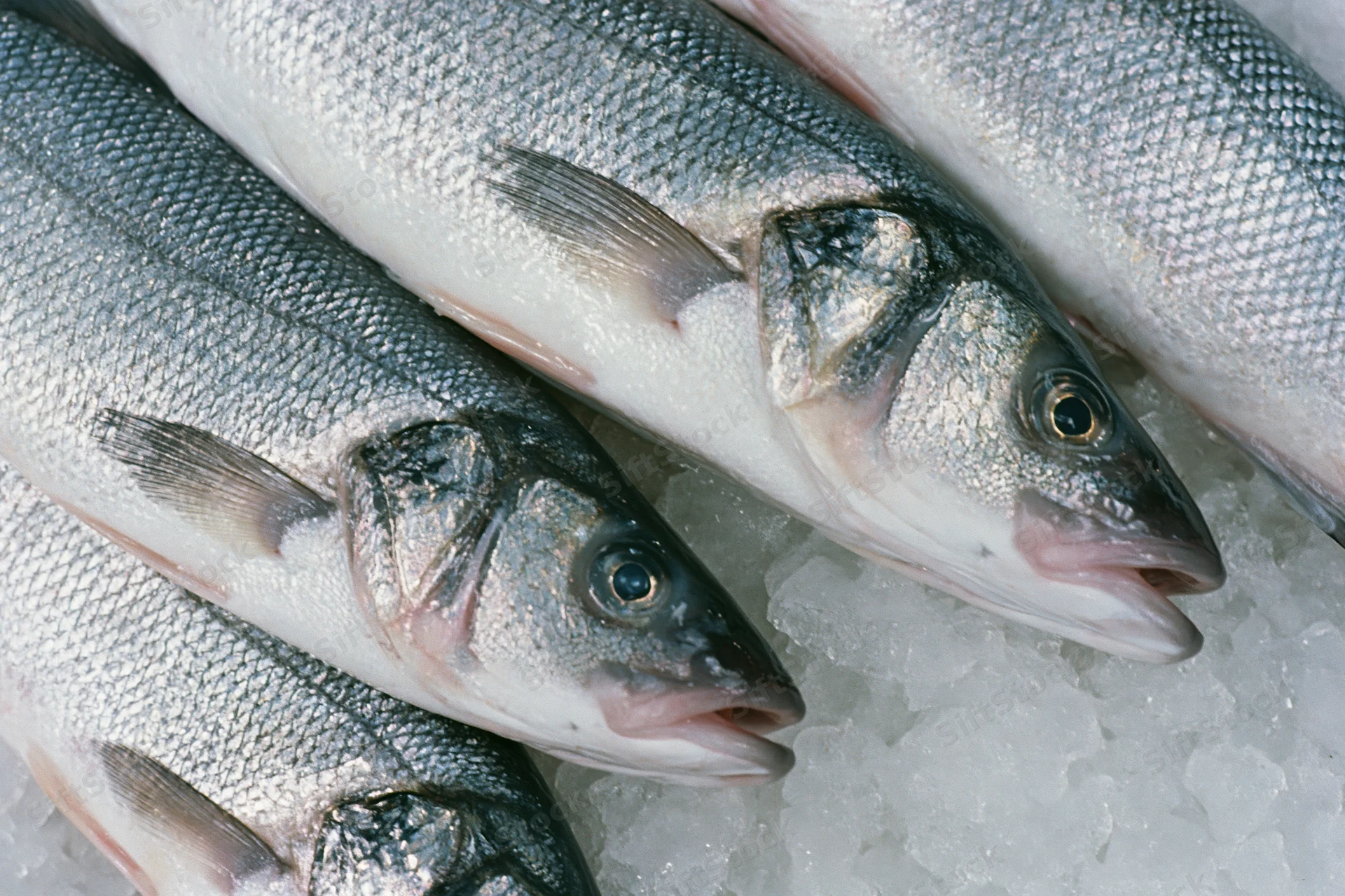 Whole fresh sea bass arranged on crushed ice in a market display