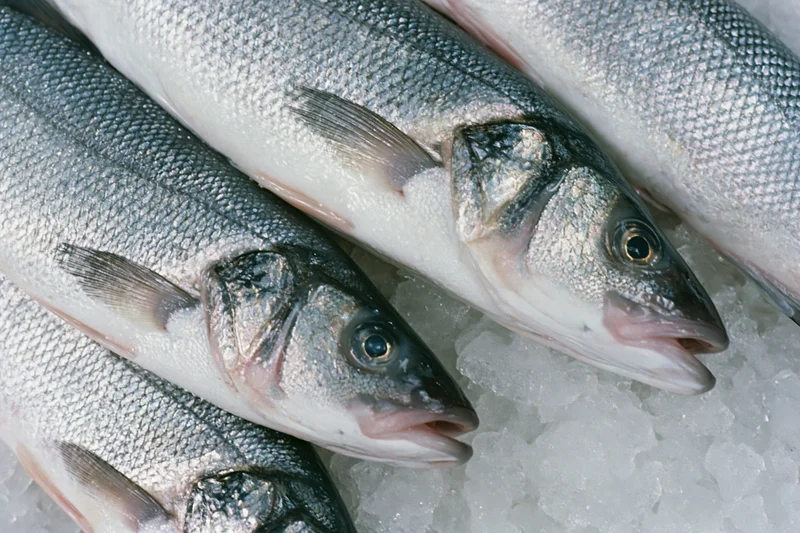 Whole fresh sea bass arranged on crushed ice in a market display
