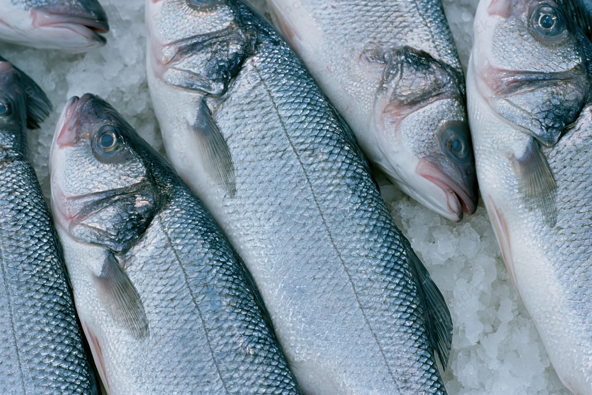 Whole fresh sea bass arranged side by side on crushed ice in a market display