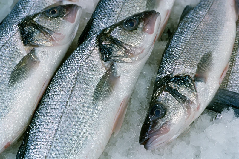 Whole fresh sea bass arranged side by side on crushed ice