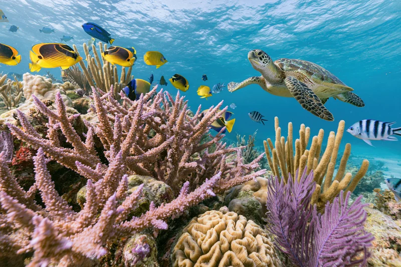 Sea turtle swimming among colorful coral and tropical fish in shallow reef waters