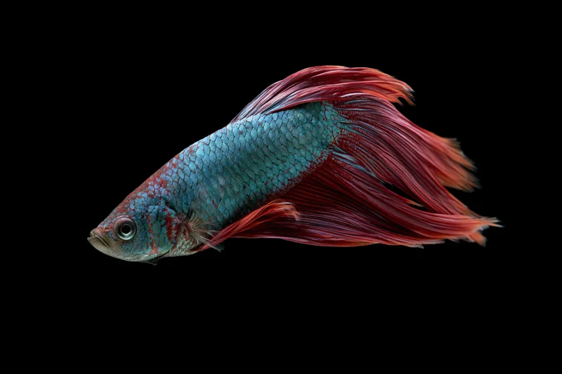 Betta fish swimming mid-swim against black background