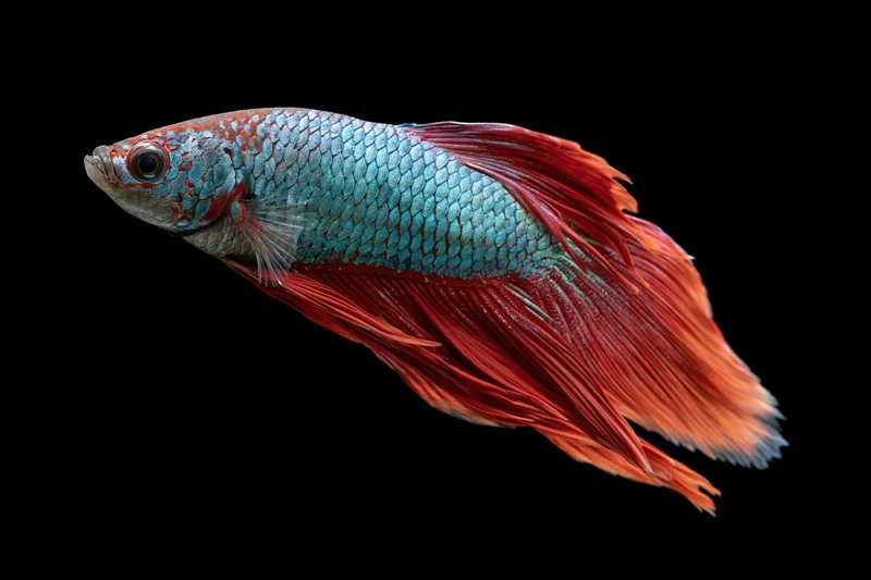 Siamese fighting fish swimming midair against black background
